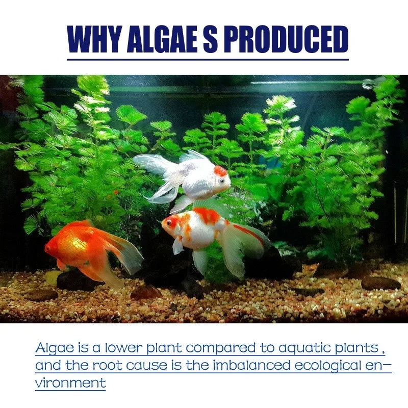 50 جرام من مبيد الطحالب عالي ا - مراجعة Aquaponics Fish Tank وسعره